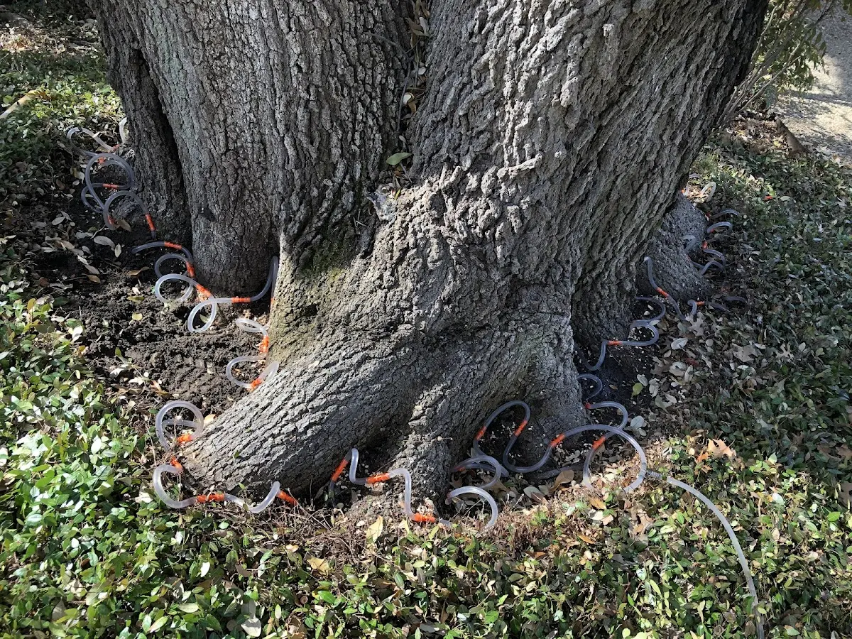 Detailed Tree Cabling and Bracing job site in Rio Grande City