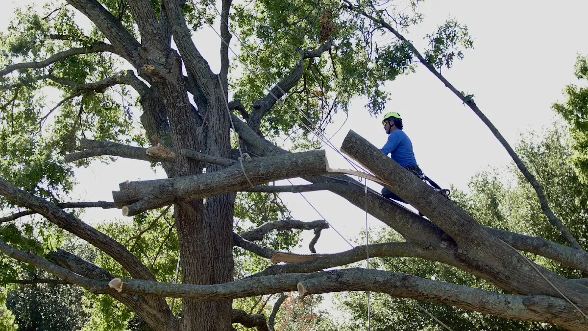Professional Crown Thinning performed by certified arborists in Rio Grande City