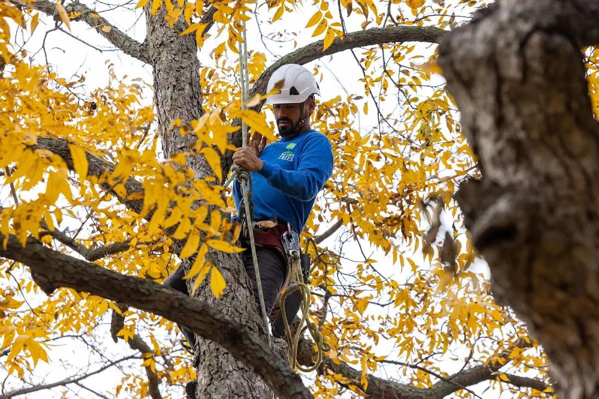 Skilled Tree Pruning crew working in Rio Grande City