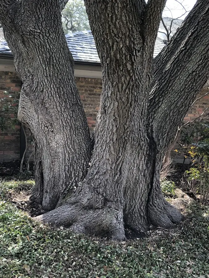 Mature heritage tree close to a Rio Grande City property cared for by certified arborists
